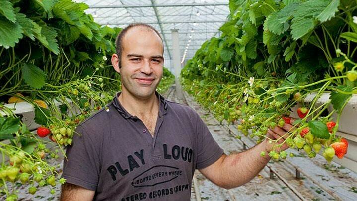 philips Strawberry-grower-Alain-Lutz-led-horticultural-lighting (2)